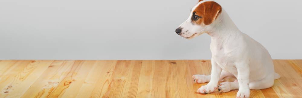 家で過ごす犬